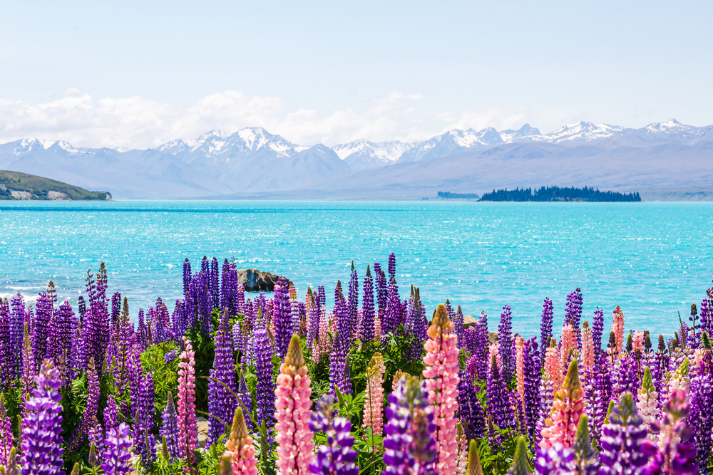shutterstock_1901555020.jpeg